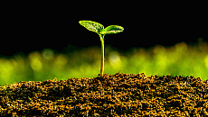 Nowe nasadzenia w Nadleśnictwie Ełk. Sadzonki już czekają Nowe nasadzenia w Nadleśnictwie Ełk. Sadzonki już czekają